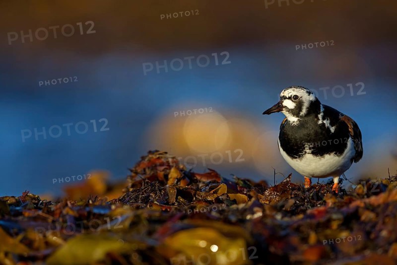 Turnstone, (Arenaria interpres), animals, birds, snipe family, biotope, habitat, foraging, Varanger, Finnmark, Norway