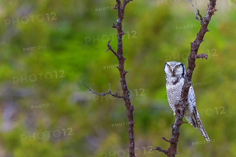 Barred owl, (Surnia ulula), animals, birds, owl family, owl, perch, biotope, habitat, Varanger Bird Park, Finnmark, Norway