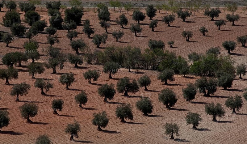 Spain Olive plantation 54371