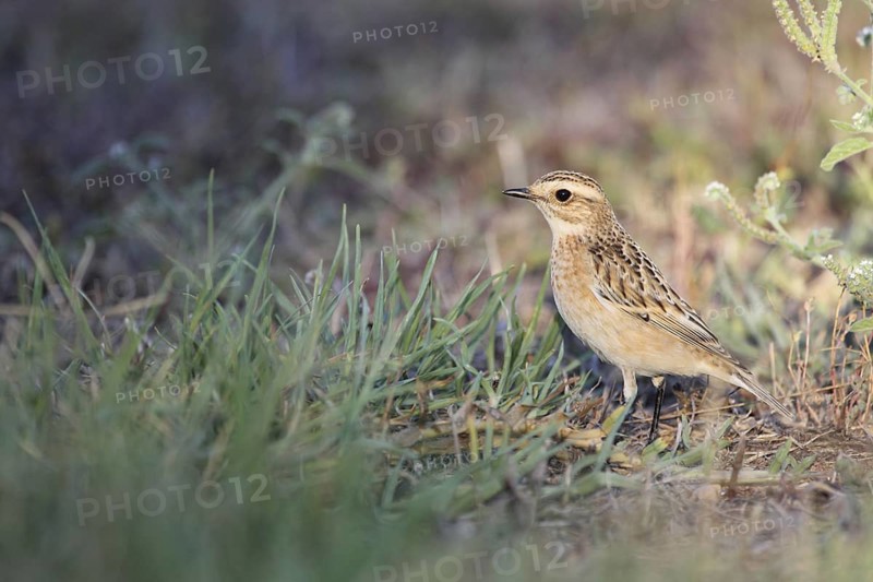 Whinchat in Punta Prima, Menorca