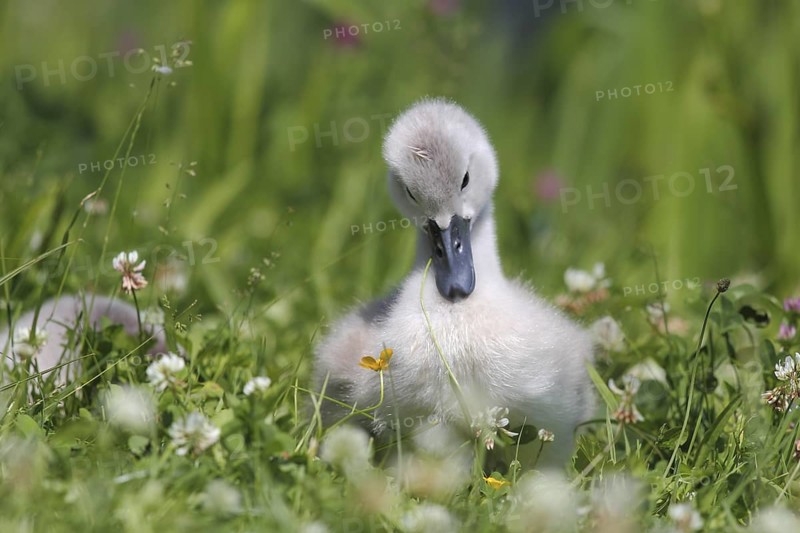 Adorable mute swan chick in a meadow