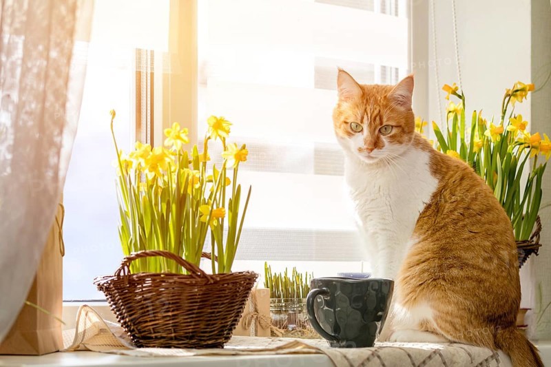 Morning sunlight on the red cat. Cute funny red-white cat on the windowsill with blossom yellow daffodils, close up