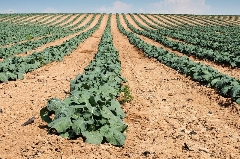 Cabbage plantation. Cabbage arranged in rows, clean soil