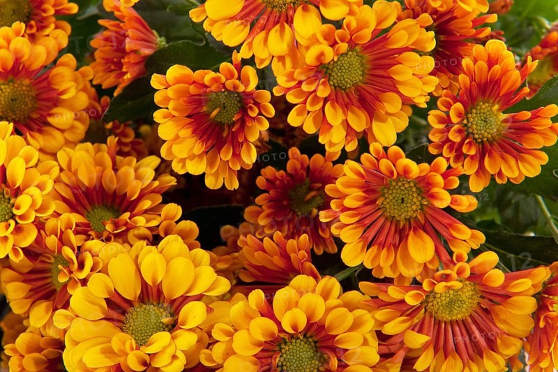 Brown orange Florists daisy bouquet isolated over white