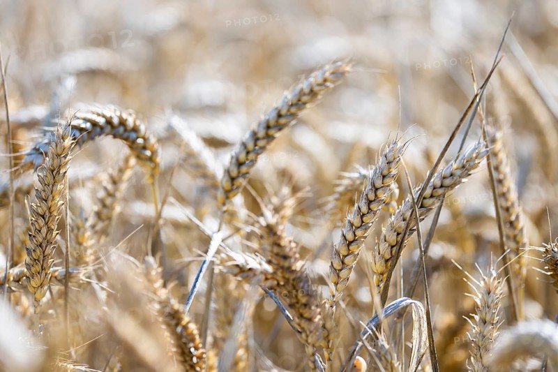 Close-up of ears of wheat in the golden light of the sun, Coxhill, Shepherdswell, Dover, Kent, Great Britain