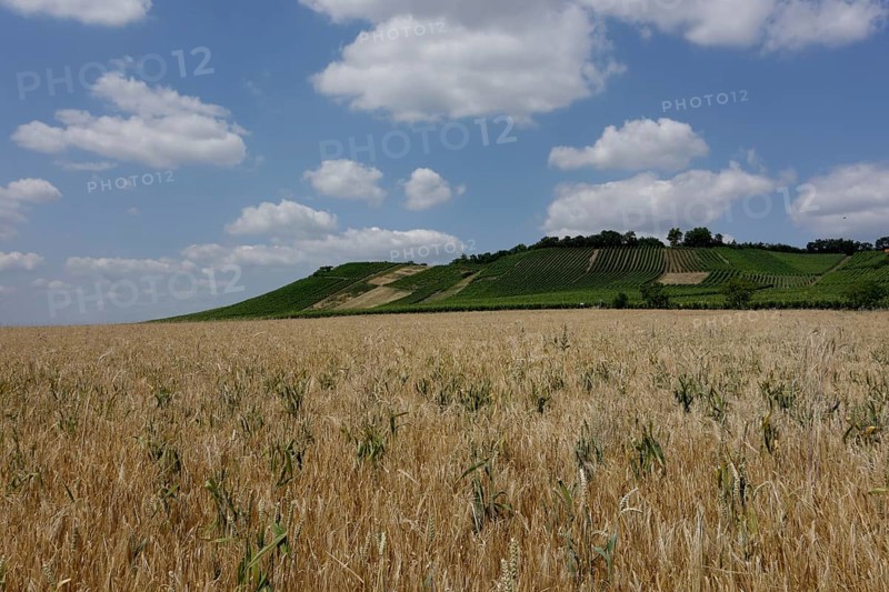Viticulture near Prüßberg, district of Schweinfurt