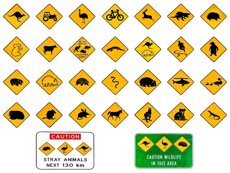 Australian warning road signs from Australia highways. Wildlife animals: Emu, Echidna, Tasmanian Devil, Wombat, Kangaroo, Penguin, Shark, Ducks Snake Rat Deer reptiles and vehicles. Isolated on white