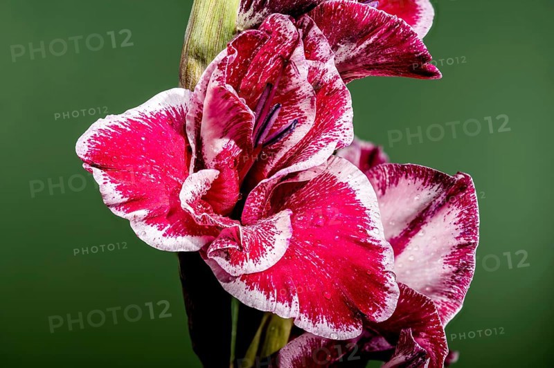 Beautiful Blooming red Gladiolus Jiri Vaclavik on a green background. Flower head close-up, Odessa, Ukraine