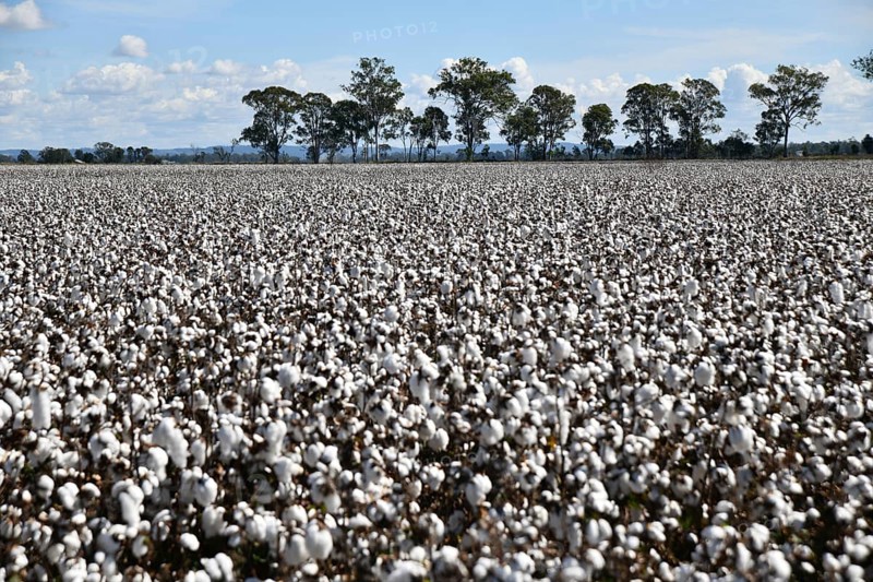 Cotton crop ready for harvest at Byee, near Murgon in the South Burnett district of Queensland, Australia