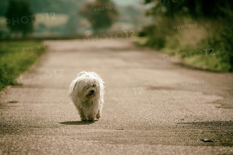 A small dog runs along a street all alone in the sunshine