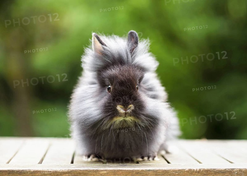 A fluffy black lionhead rabbit sits on a table in the garden with a blurred background
