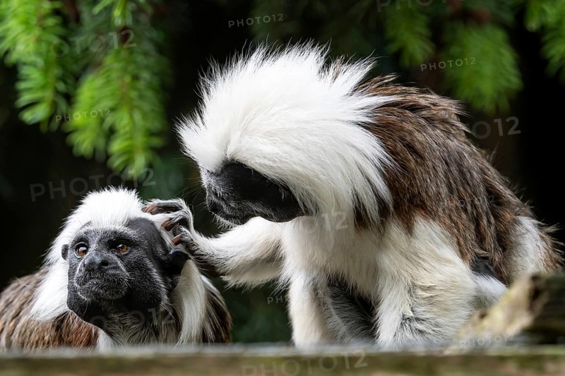 Cotton-top tamarin (Saguinus oedipus) little monkeys