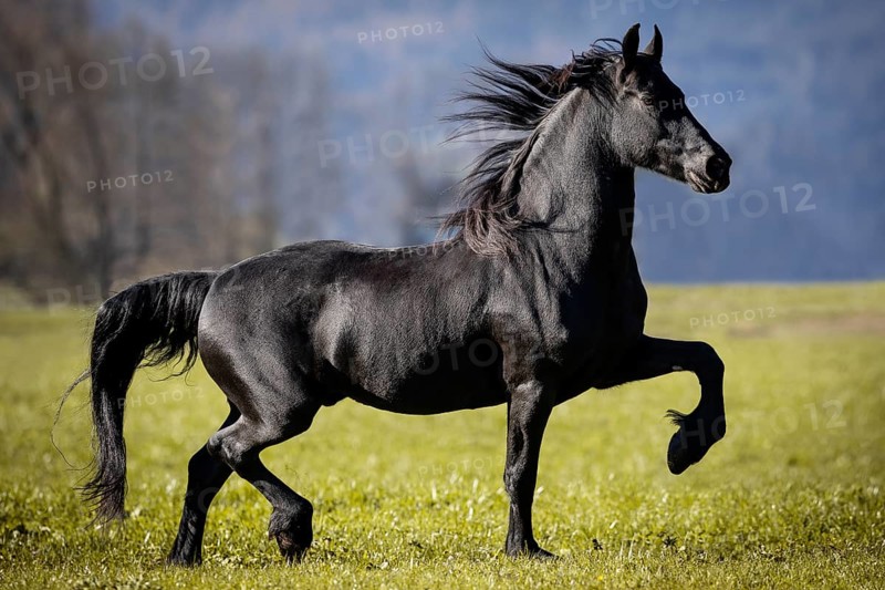 Frisian gelding in the pasture in autumn
