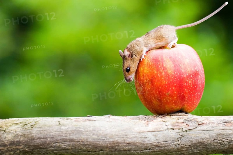 A mouse examines an apple, climbs, balancing act, animals, mammals, grey, grey house mouse, fruit, fruits, Hesse, Federal Republic of Germany