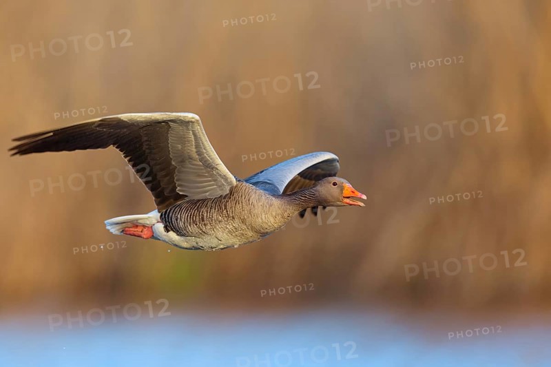 Greylag Goose, Anser anser, Oie cendrÈe, ¡nsar Com?n, Wagbachniederung, Wagh‰usl, Baden-W¸rttemberg, Germany