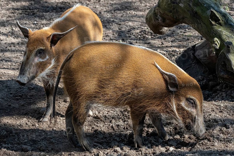 Red River Hog (Potamochoerus porcus) looking for food
