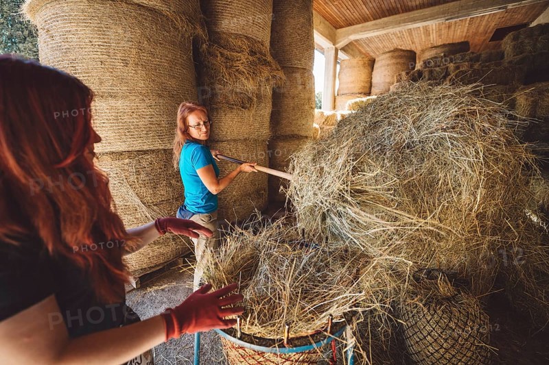 Caucasian woman working at the ranch preparing hay to take to the horses stables. Woman using tools to lift the hay into a wheelbarrow