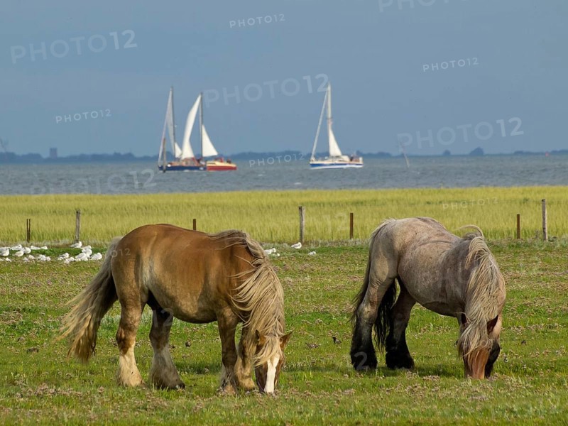 Two horses grazing peacefully on a pasture, in the background sailing boats by the sea, Juist, East Frisia, Germany