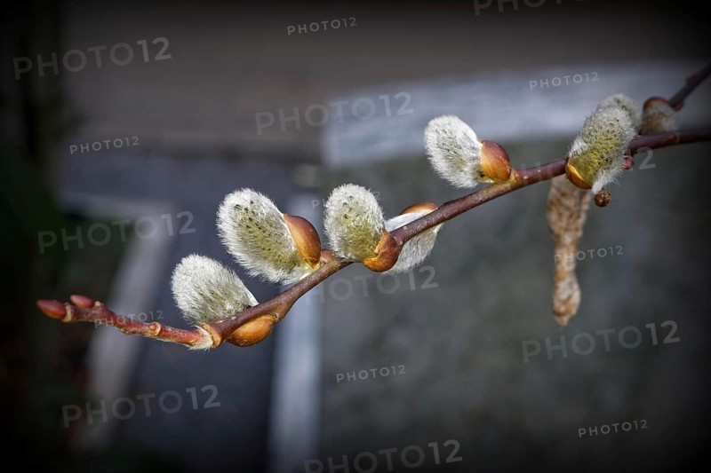 Young flower catkins of a willow in spring