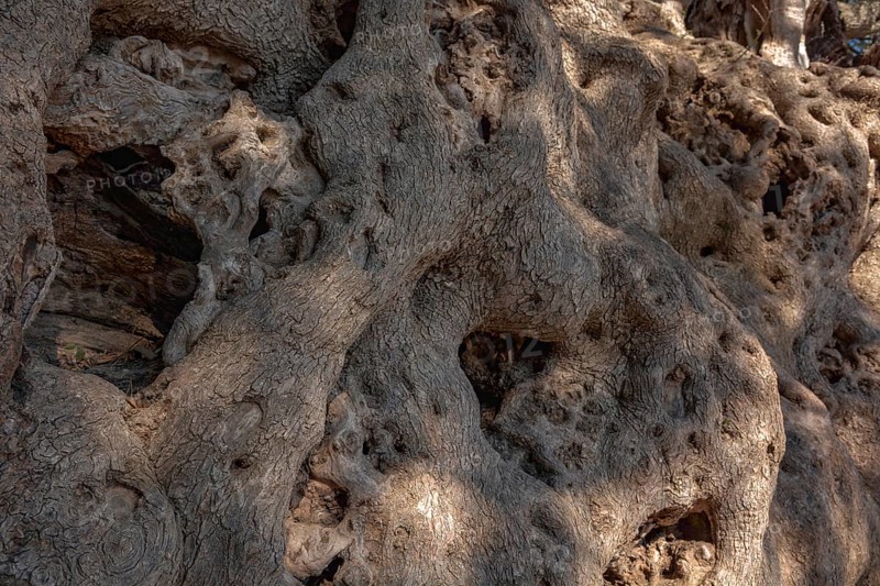 Millennial olive tree from Roquebrune-Cap-Martin. France