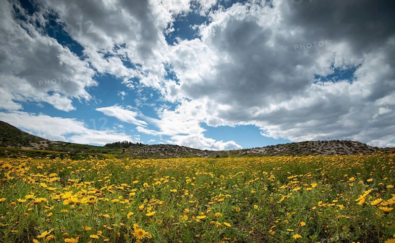 Field with yellow wild marguerite daisy flowers in spring. Springtime landscape Cyprus