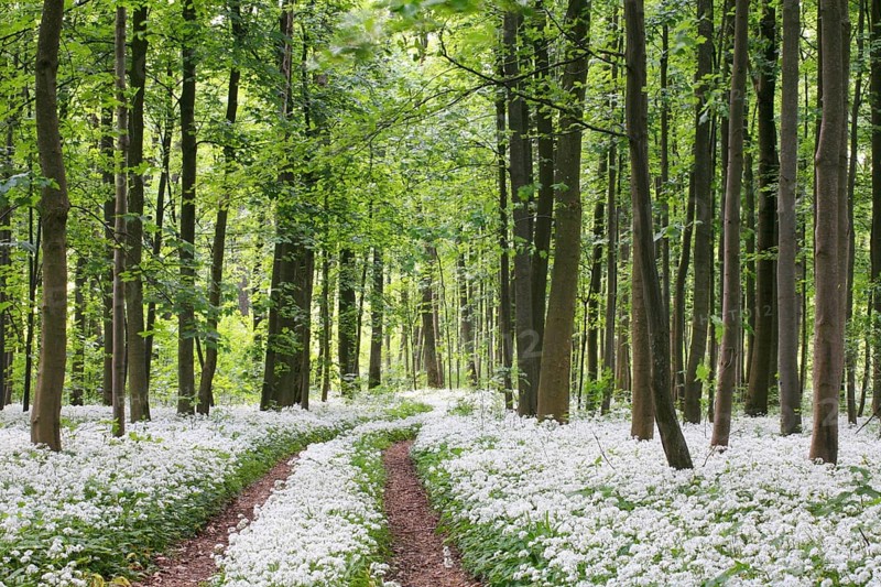 Wild garlic blossom in a riparian forest on the Danube near Neu-Ulm, Bavaria. Allium ursinum. Ramsoms (wild garlic) blossoms covering a riverine flood plain forest floor at the Danube near New-Ulm in Bavaria, Germany