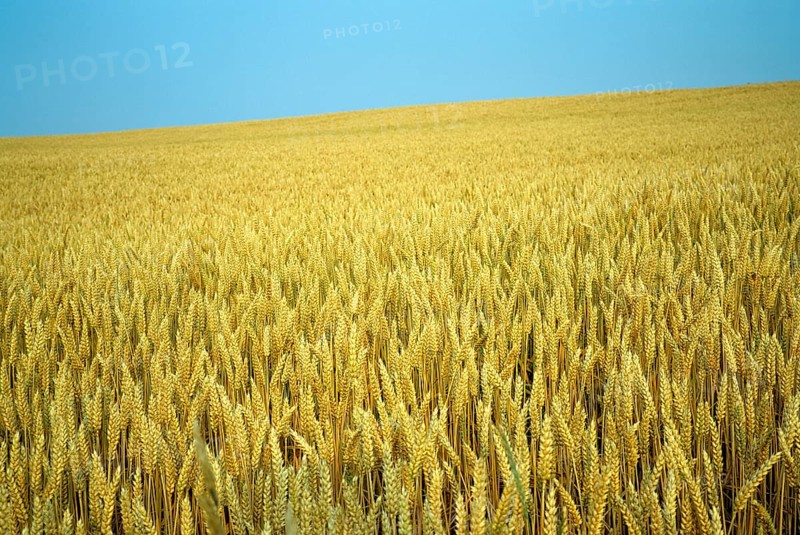 Wheatfield with ripe ears