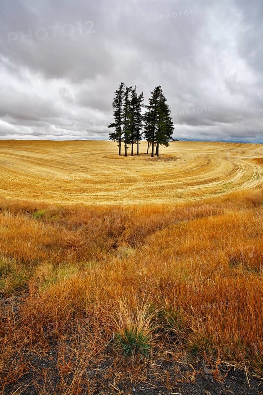 Small grove in fields after a harvest. Soon there will be a thunder-storm