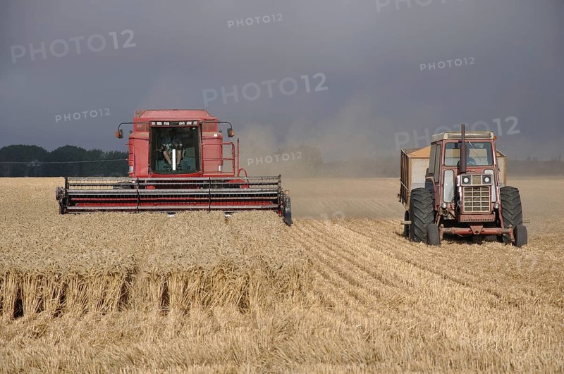 TIMARU, NEW ZEALAND, CIRCA FEBRUARY 2010: Farmers harvest a crop of wheat, South Canterbury, New Zealand