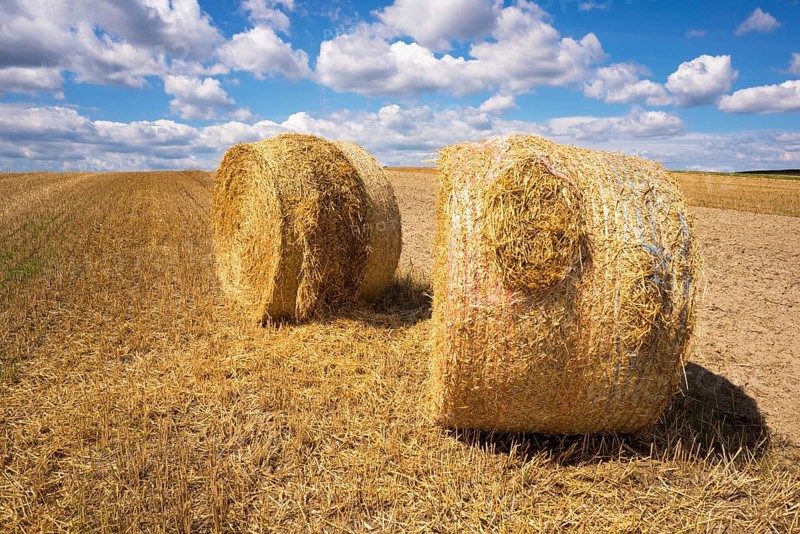 Rolls of hay in the field against the background of a beautiful sky