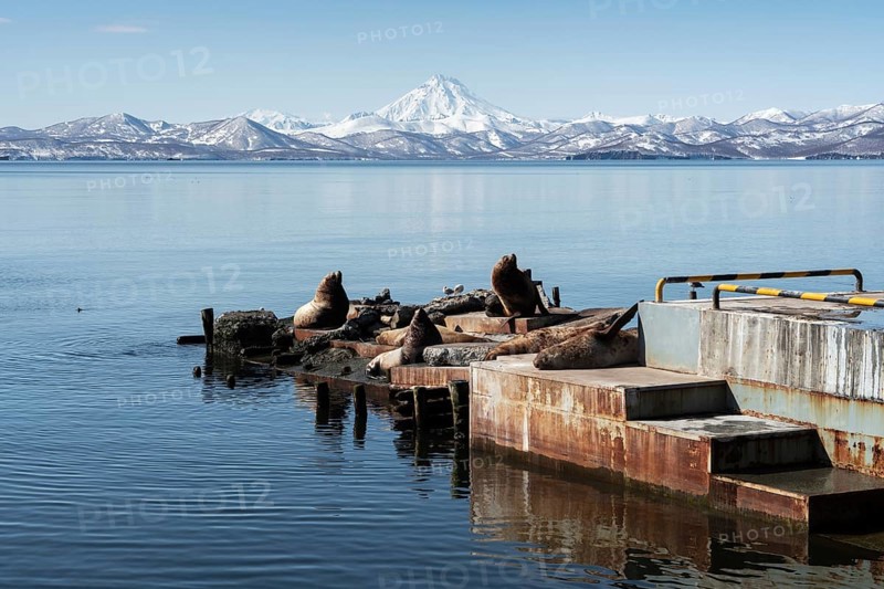 View of winter rookery Steller Sea Lion or Northern Sea Lion (Eumetopias Jubatus) on Pacific Coast. Avachinskaya Bay, Petropavlovsk-Kamchatsky City, Kamchatka Peninsula, Russian Far East