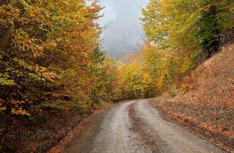 Autumn forest road. View of autumn forest road with fallen leaves Fall season scenery. Epirus Greece