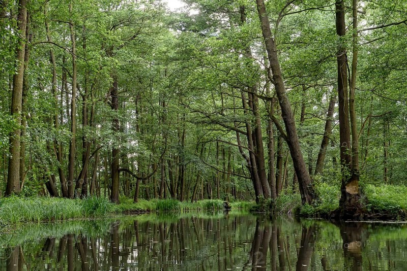 Landscape with watercourses and forest in the Spreewald in Brandenburg in Germany