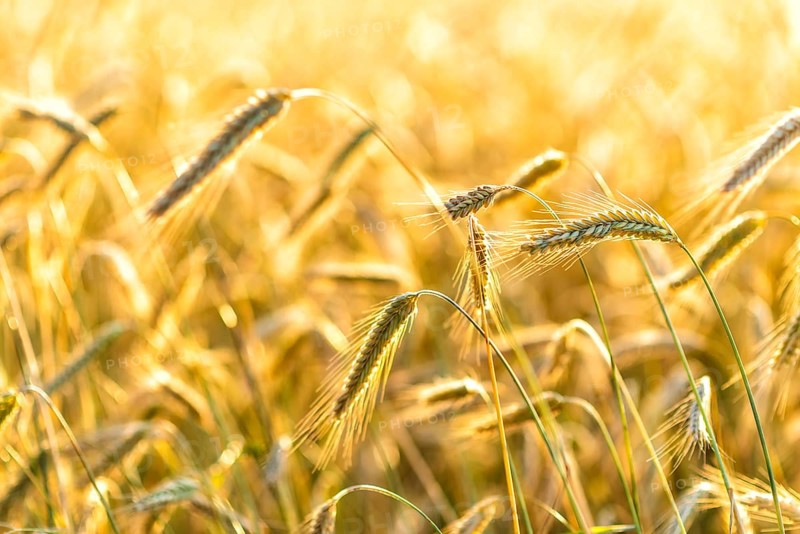 Grain in a field in Europe in July