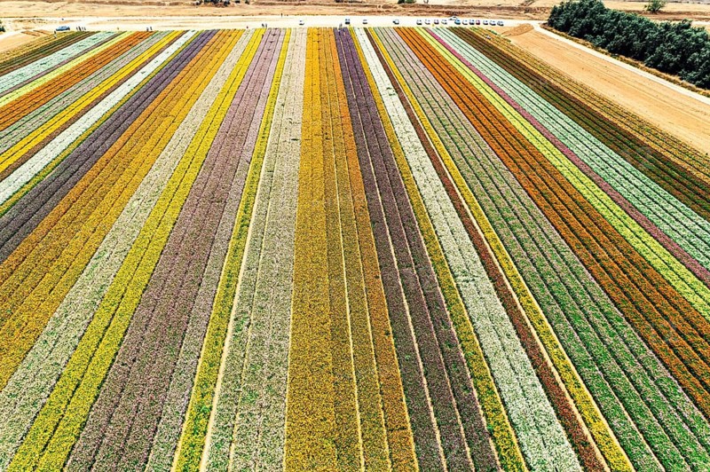 Israel. Aerial view. Garden buttercups - ranunculus. Hot sun and white clouds. Picturesque field of blooming buttercups in Kibbutz Nir Yitzchak. Filming from a drone