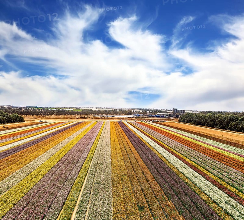 Israel. Magnificent floral carpet of colorful garden buttercups - ranunculus. Picturesque field of blooming buttercups in Kibbutz Nir Yitzchak. Filming from a drone. Aerial view