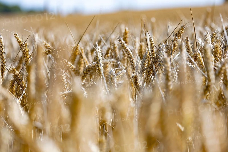 Sunny cornfield with golden ears of wheat in focus, Coxhill, Shepherdswell, Dover, Kent, United Kingdom