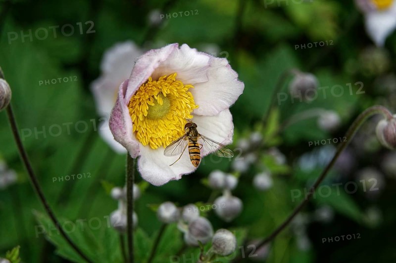 Syrphidae, Anemone hupehensis, close-up of a hoverfly on an anemone in front of a blurred background