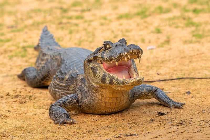 Spectacled caiman (Caiman crocodilus yacara), Crocodile (Alligatoridae), crocodile (Crocodylia), frontal, Pantanal, inland, wetland, UNESCO Biosphere Reserve, World Heritage Site, wetland, Mato Grosso, Brazil
