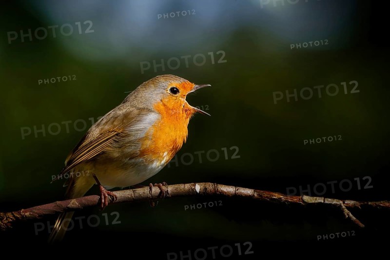 Profile view of a singing robin with its beak wide open on a branch against a dark background in a park in spring
