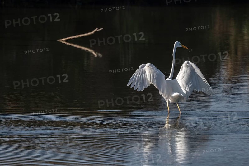 Great egret (Ardea alba) fishing in flight in a marsh. Bas-Rhin, Collectivite europeenne d'Alsace, Grand Est, France