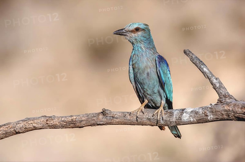 European Roller (Coracias garrulus) perched on a branch near its nest. Saint-Gilles, Nimes, Gard, Occitanie, France