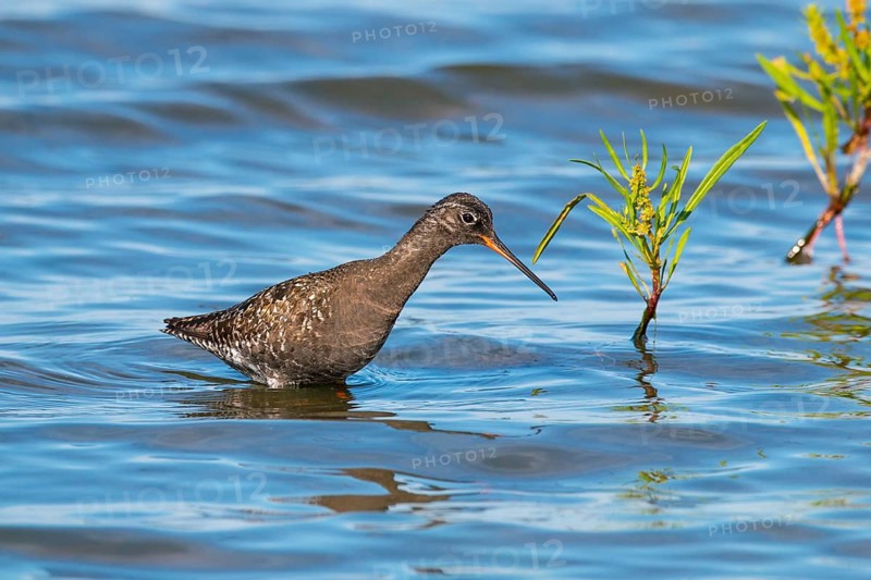 Spotted Redshank, Tringa erythropus