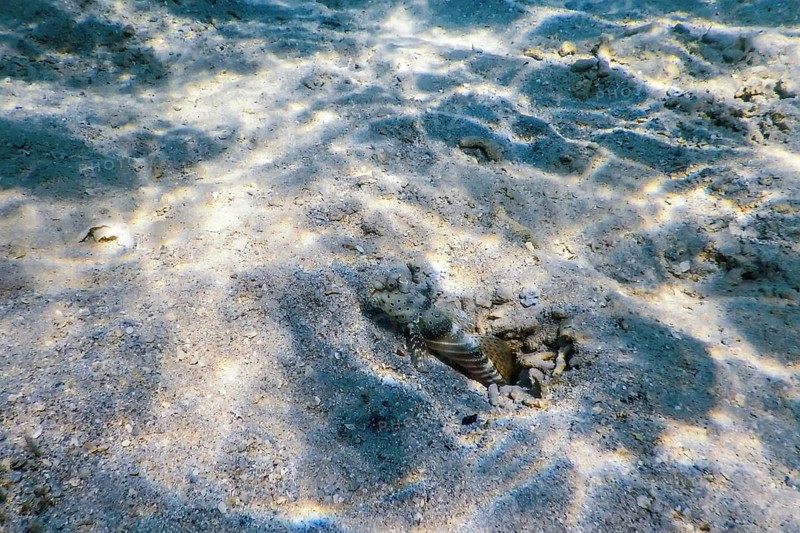 Spotted prawn goby (Amblyeleotris guttata) underwater, Marine life
