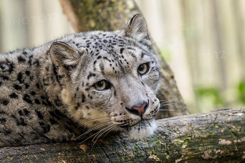 Snow leopard, Irbis (Panthera uncia)