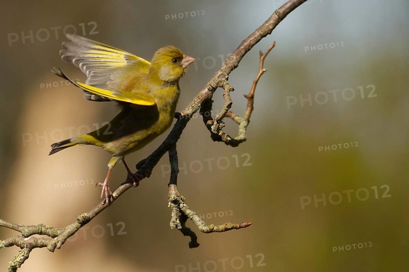 Greenfinch (Carduelis chloris)