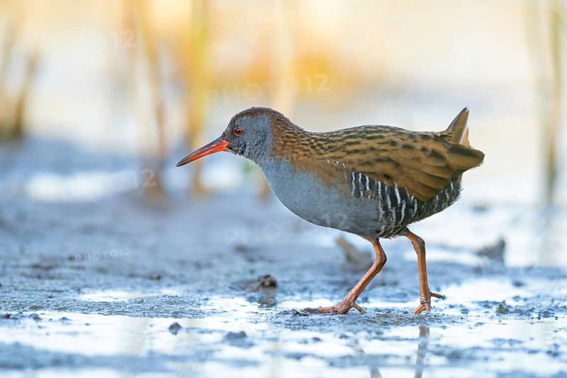 Water rail, (Rallus aquaticus), biotope, habitat, animal, animals, birds, rail family, Der Spieß nature reserve, Worms district, Rhineland-Palatinate, Germany