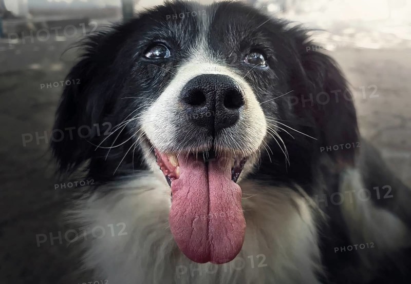 Happy old dog outdoors. Pup nose, tongue and teeth closeup. Senior pet health care concept