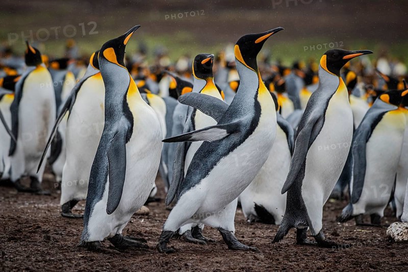 King penguins (Aptenodytes patagonicus), fighting over breeding partners during courtship, Volunteer Point, Falkland Islands, Great Britain, South Atlantic