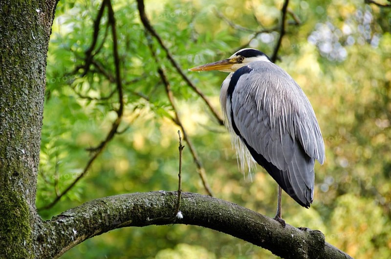 Grey heron, Ardea cinerea sitting on a tree, Copenhagen, Denmark